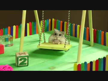 小さな公園で遊ぶハムスター