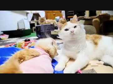 【マンチカンズ】巻き猫（兄の愛伝わらず）