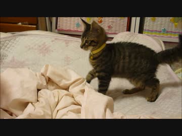 びったんｗｗのテンションにドン引きする子猫、だもん