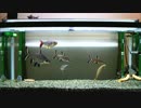 【90cm水槽】 シルバーシャーク