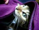 ねこ。ぬこ。服のおなかのところに入ってぬこパンチしています。
