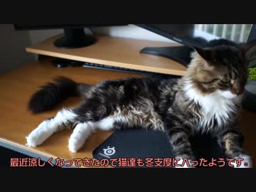 【#288】 猫の毛冬支度　【猫万歳】