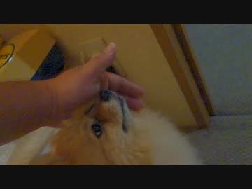 ポメラニアンの頭をひたすら撫でる