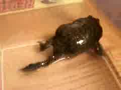 可愛いパジェットガエル