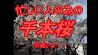 忙しい人のための千本桜