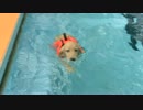 #14 ゴールデンレトリバー子犬のクール　初プール(後編)