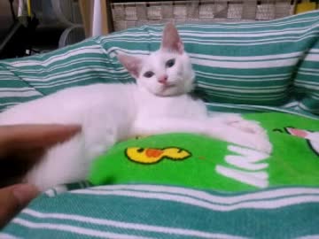 野良の子猫保護しました　番外編その２