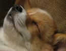 おねむなコーギーに布団をかけてあげた