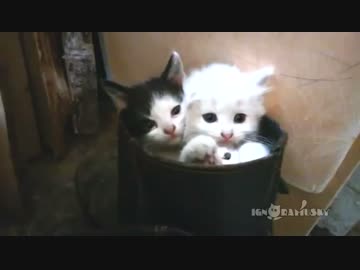 ブーツの中に入る３匹の仔猫がかわいすぎる