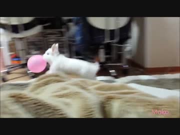 飛び跳ねるウサギ