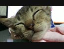 【拾い猫】どんな夢見てる？【ぼん】