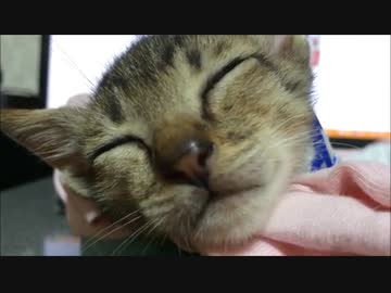 【拾い猫】どんな夢見てる？【ぼん】