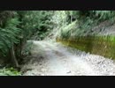 【真夏の】沢歩き【棒読み実況】