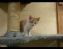 変な踊り