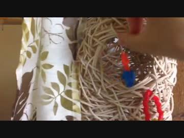 インコ釣り