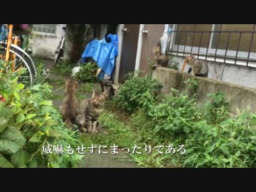 道すがら、猫時空に迷い込んでしまった