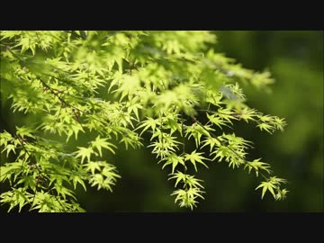 【NNI】MIREI【オリジナル曲】