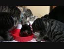 こんしゅうのおやつ【蒼民家の猫々】