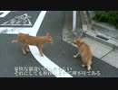 【公園猫戦争】公園外、宿命の遭遇…ヘタレ茶トラVS人懐こい茶トラ