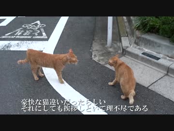 【公園猫戦争】公園外、宿命の遭遇…ヘタレ茶トラVS人懐こい茶トラ