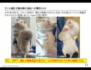 【TPPに激震】(3/4)中国が遺伝子組み換え作物禁止に政策転換