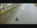 とある田舎の猫事情　～ちびハチ×ちびキジ編２～