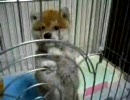 【プックル】柴犬♂生後１ヶ月半