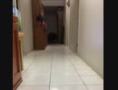 呼ぶと飛んでくる子羊がかわいい