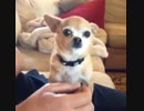 犬が可愛すぎてやばいw