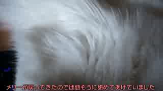 【#289】 ココアとぽて茶の仲　【猫万歳】