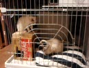 姉ちゃん、やめてよ