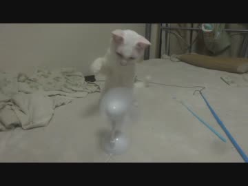 【宇宙猫】保護猫、地球のおもちゃ等と戯れてみる