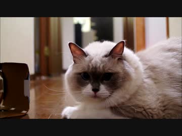 ビールの紙パックには猫パンチ