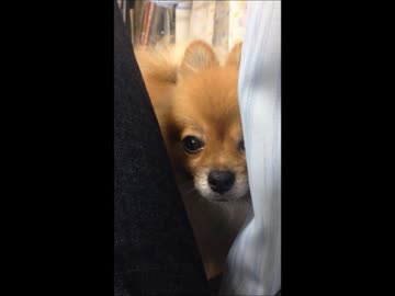 ポンさんにガン見されたからモフモフしといた