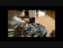 【ねこさんと暮らす】　バウさん「目がぁ～」