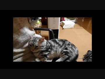 【ねこさんと暮らす】　バウさん「目がぁ～」