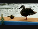 カモの親子　子供用プールにて