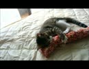 ラテの猫キッカー