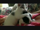 ウサギの耳をハムハムし倒す仔ネコ