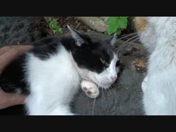 荒くれ白茶猫一家をまたたび与えてモフり倒す