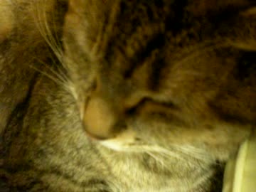 拾いねこ＠生後791/758日　ねむりーひめ～（千早感）