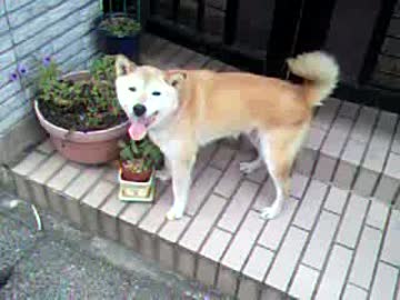 帰宅時の柴犬