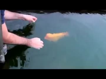 人懐っこい金魚みたいな魚