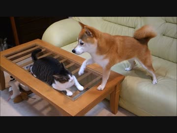 柴犬いちごと猫ミルキー 初めての漫才芸
