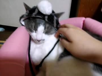 ぬこ様にちょっかいかけてみた