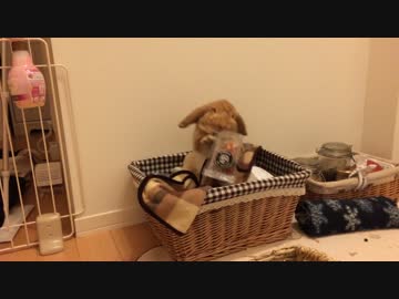 うさぎのきなこ　＃１６　勝手におやつを盗むうさぎ