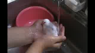 【白文鳥】文鳥の水浴び