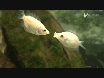 キスをする魚