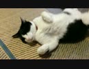 仰向け猫