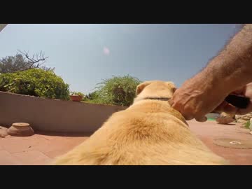 おうちから海へ走り抜けるわんこ